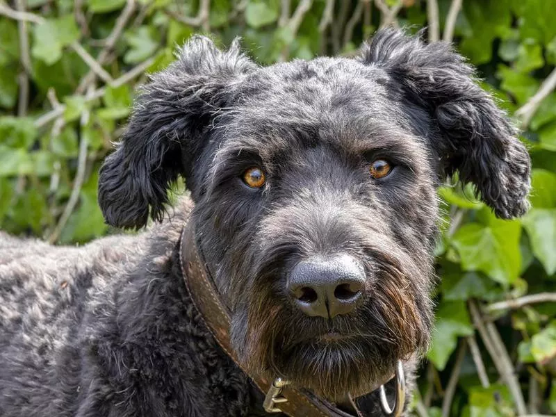 Bouvier des Flandres Overview