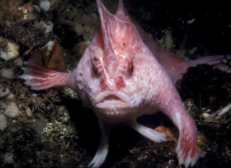 Spotted Handfish from the front