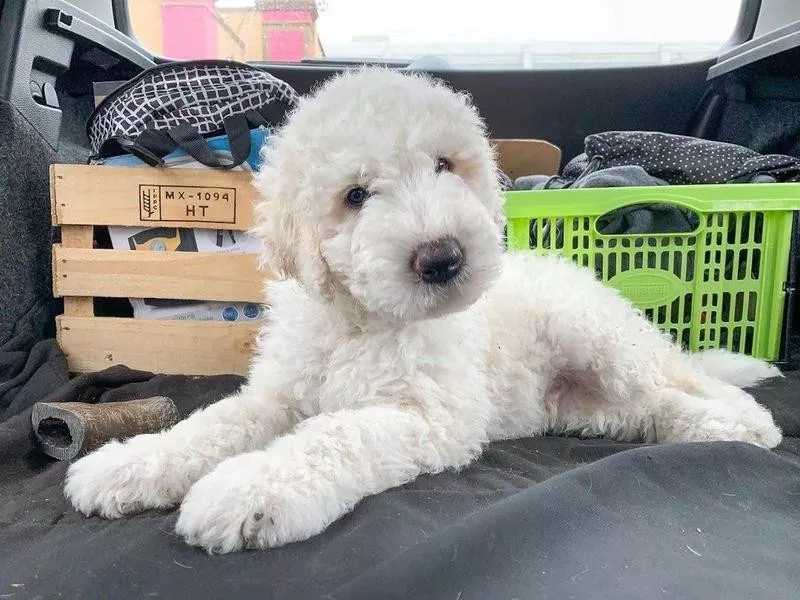 Komondor puppy