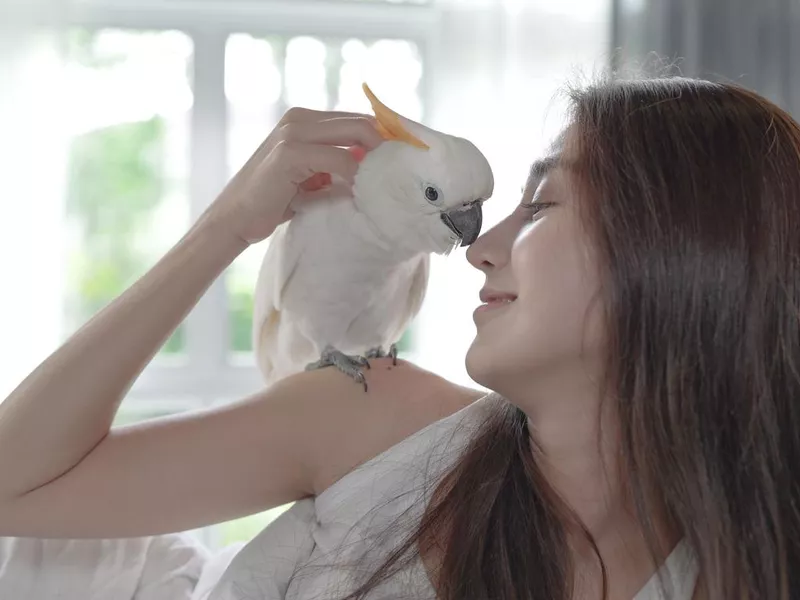 Cockatoo parrot sitting on woman's shoulder