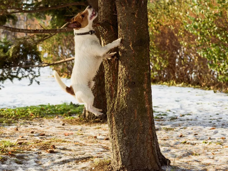 Dog jumping on tree chasing squirrel at winter park