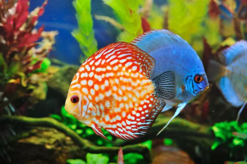 discus