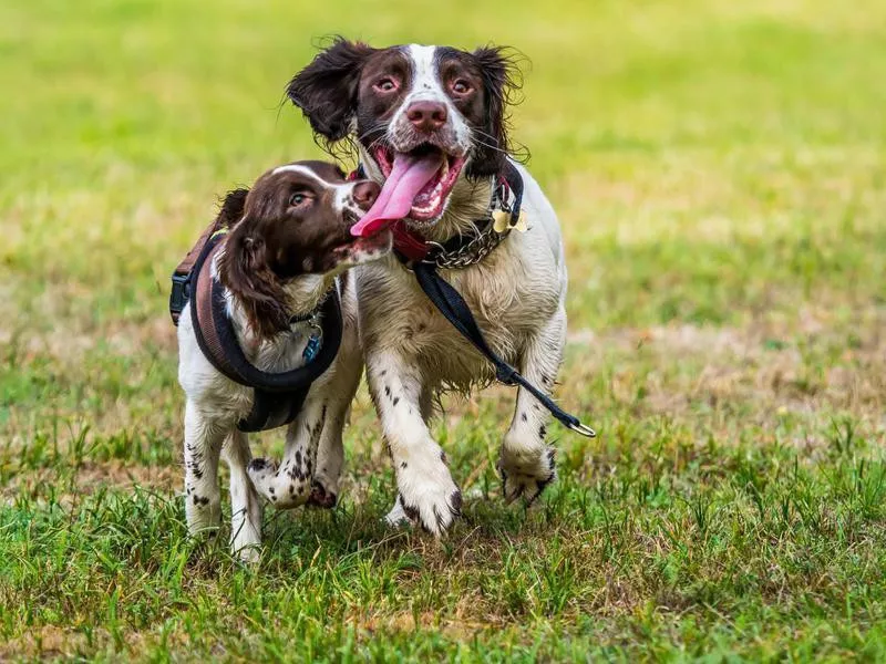 english springer