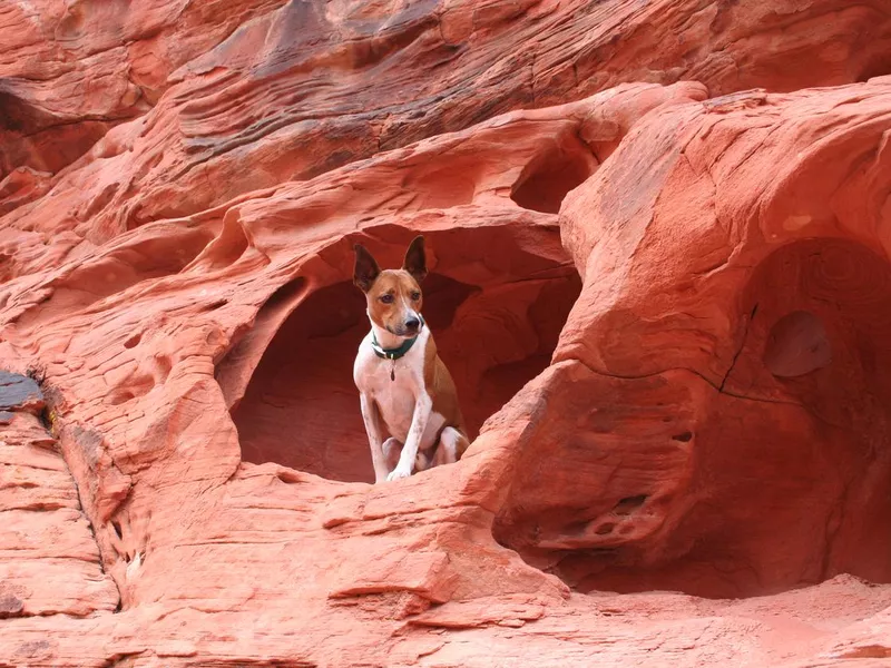 Dog in a small cave