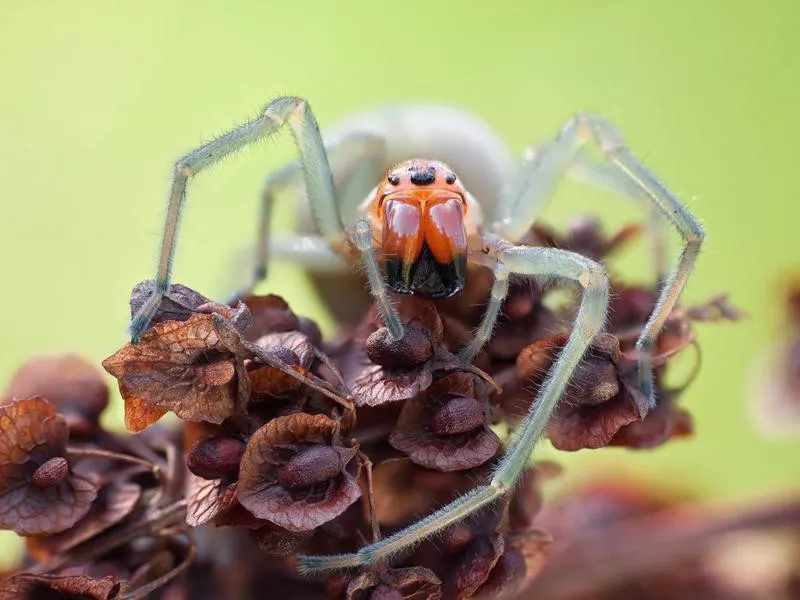 Yellow sac spider in nature