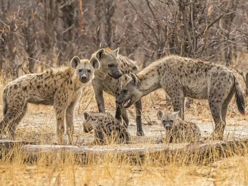 Hyenas