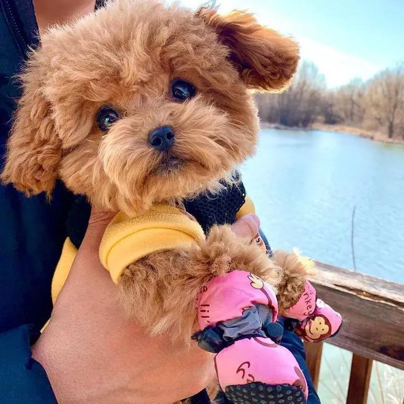 Red teacup poodle