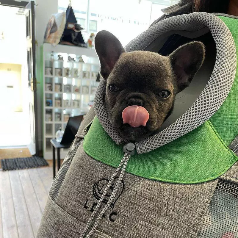 Black pug in a backpack