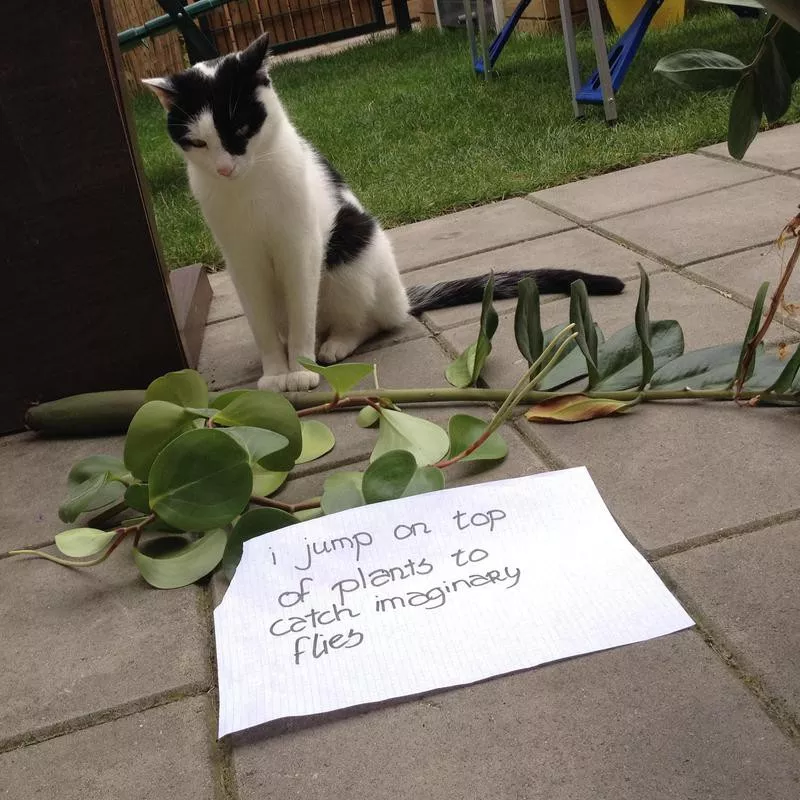 toppling plants