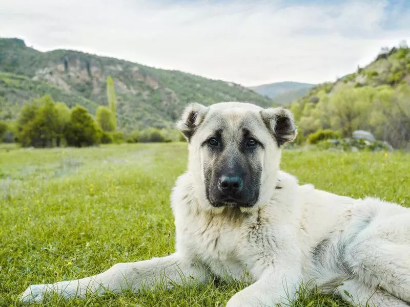 Anatolian Shepherd