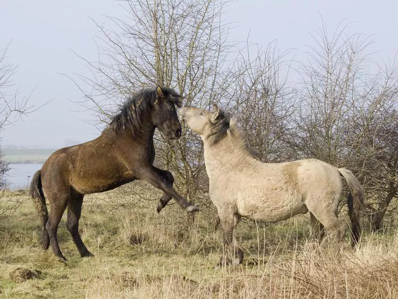 Konik pony