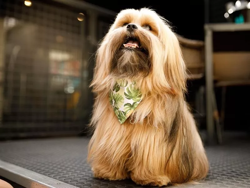 Lhasa Apso