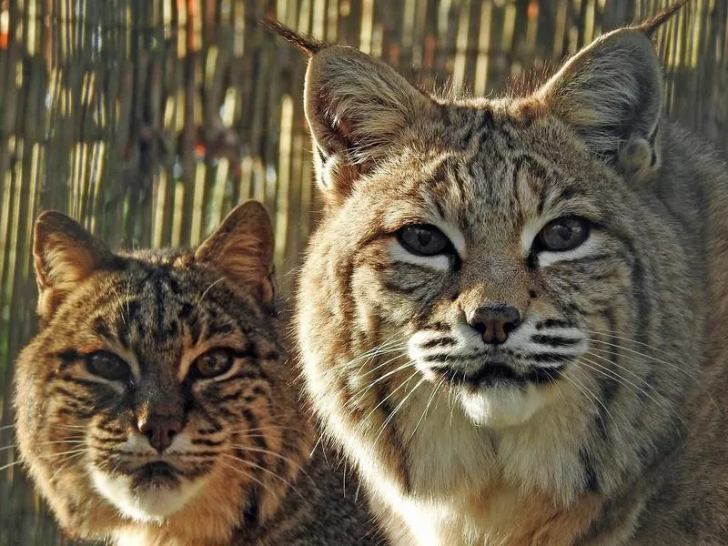 Bobcats in Zoo