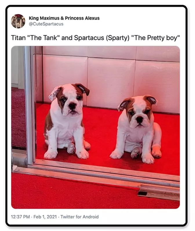 Two bulldog puppies