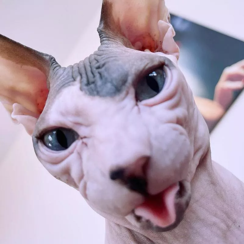 hairless cat