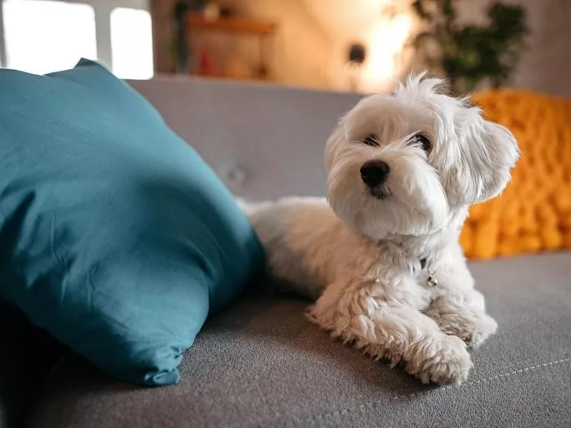 Maltese, a dog breed that always looks like a puppy