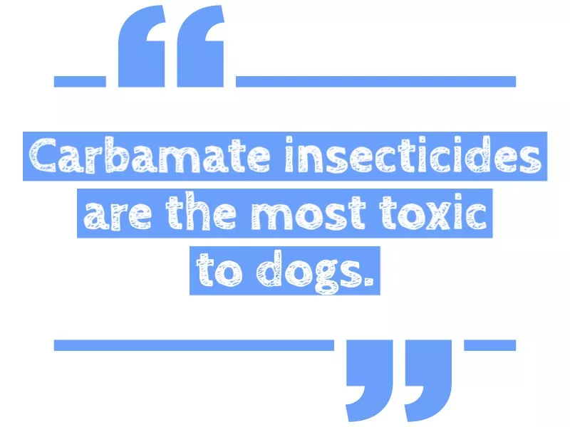 Dangerous for dogs to eat insecticides