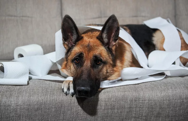 German shepherd making a mess