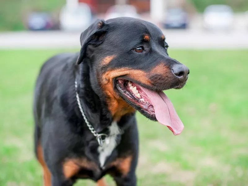 rottweiler