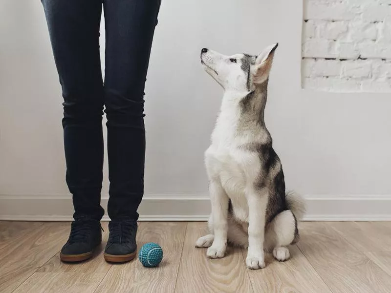 Dog listening to owner