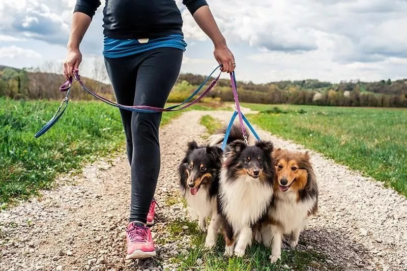 Shetland Sheepdog