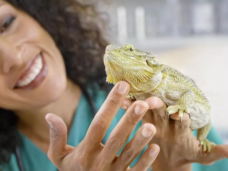 How to Care for a Bearded Dragon