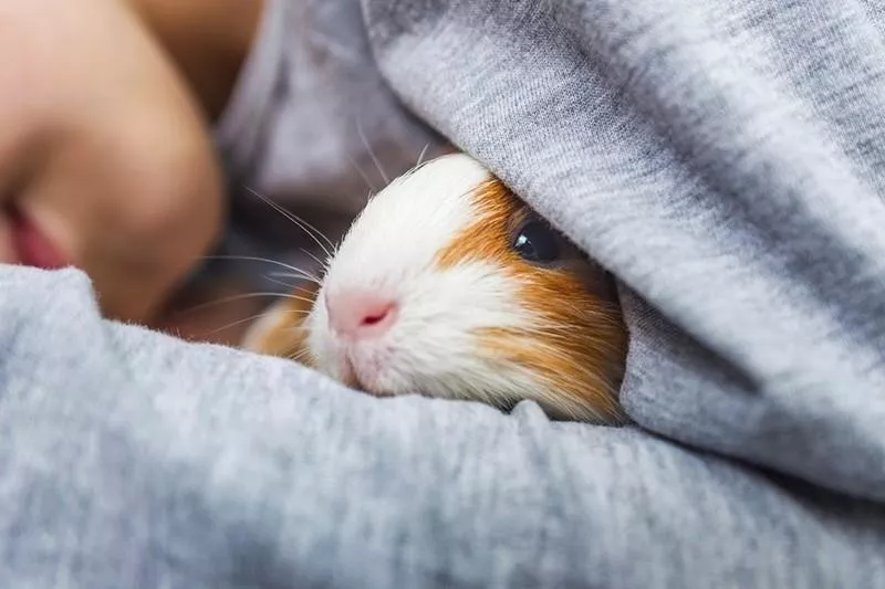 child and guinea pig