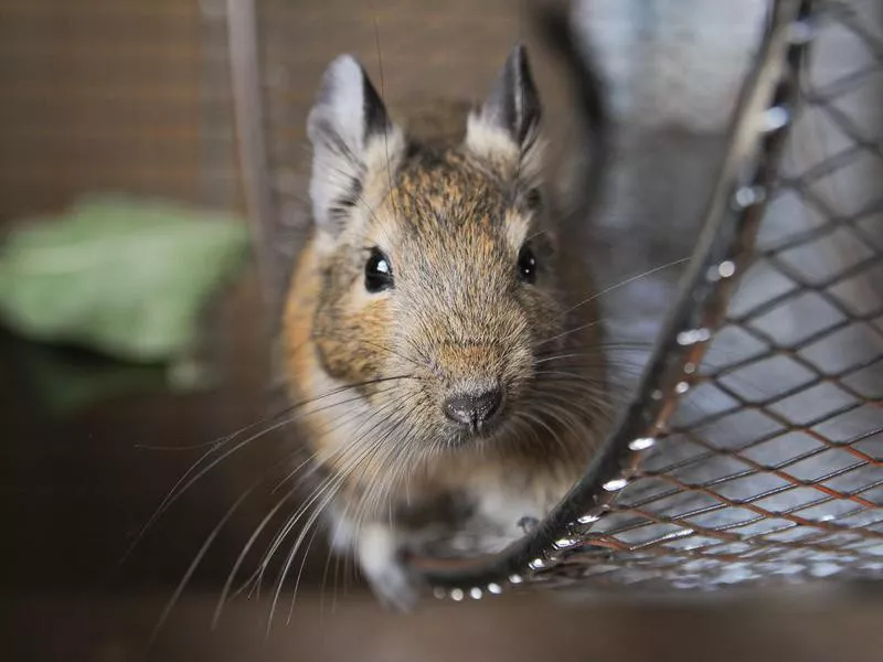 How to Care for a Degus