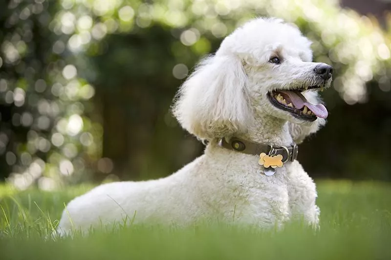 Poodle resting