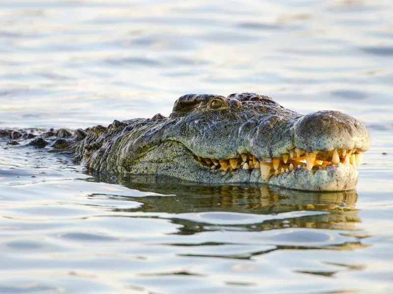 Nile Crocodile