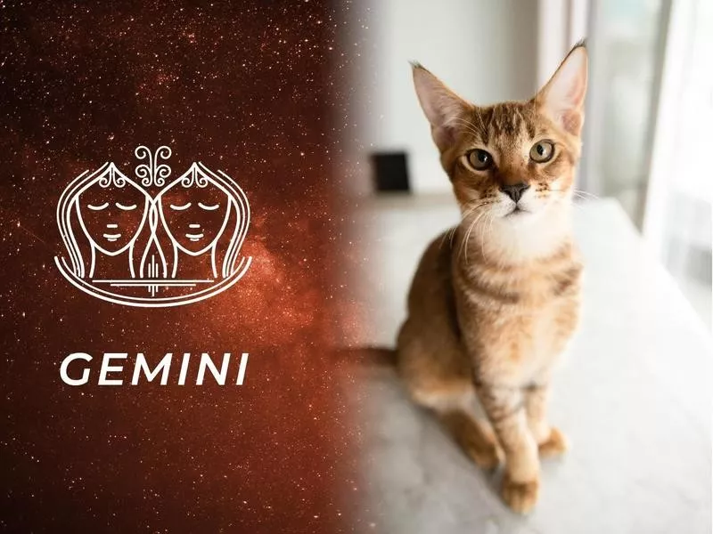 Gemini: Chausie