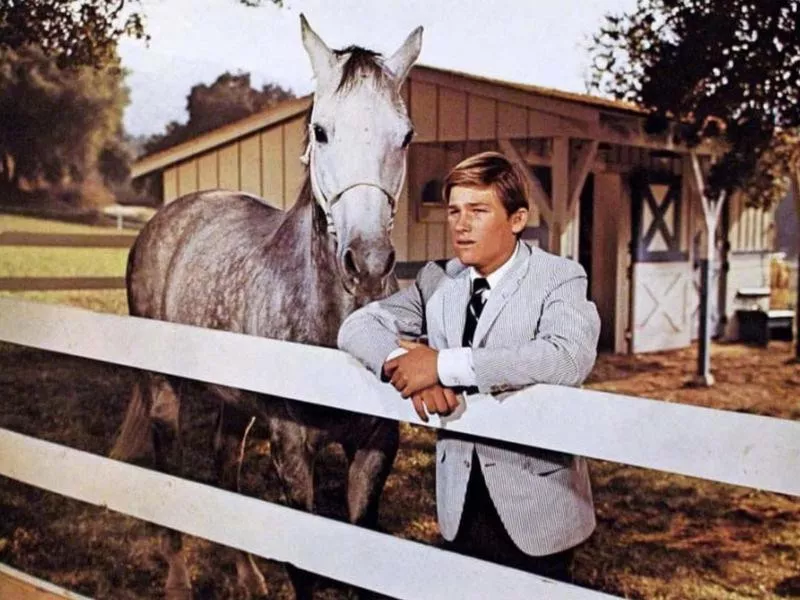 The Horse in the Gray Flannel Suit