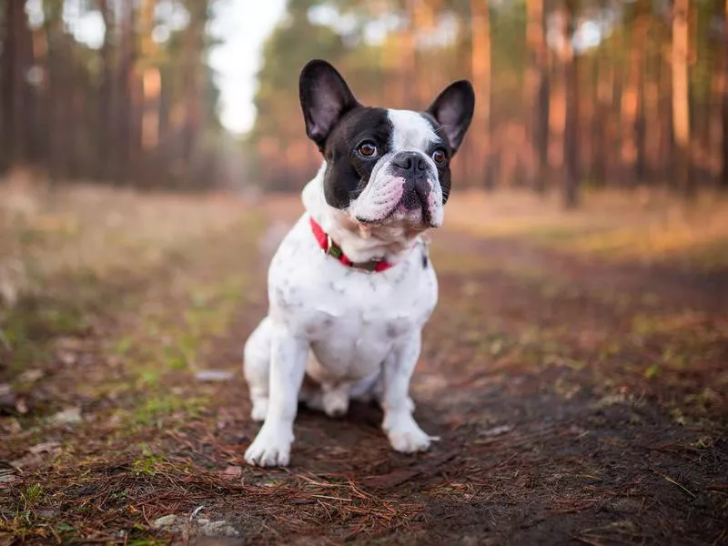 French Bulldog