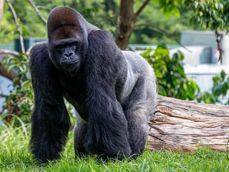 Gorilla at the Louisville Zoo