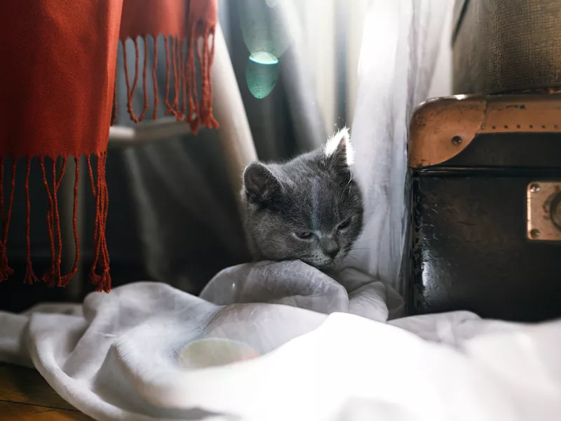 Cute Gray British fluffy kitten