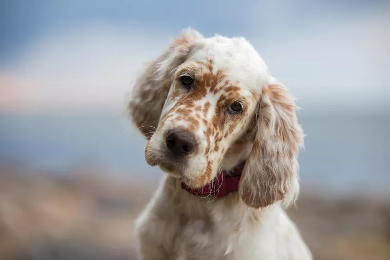 English setter puppy