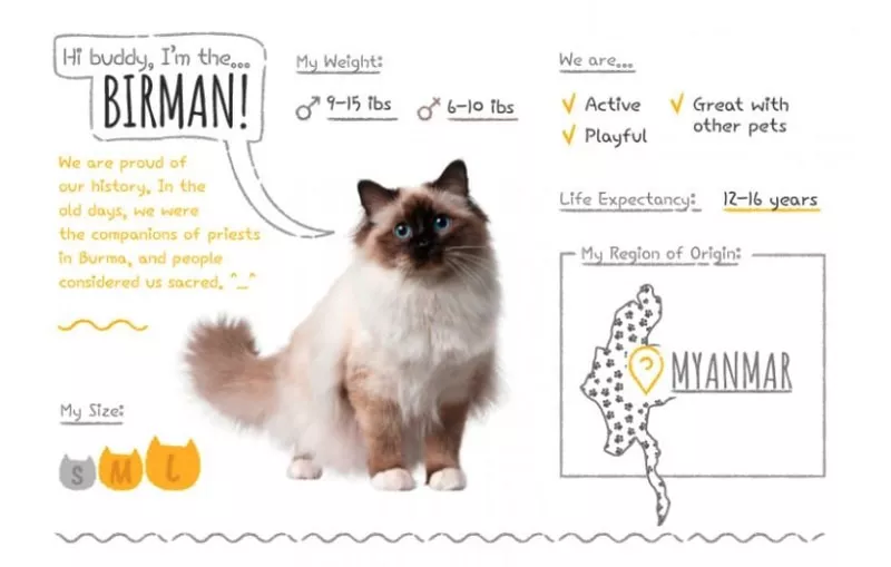 birman emotional support cat