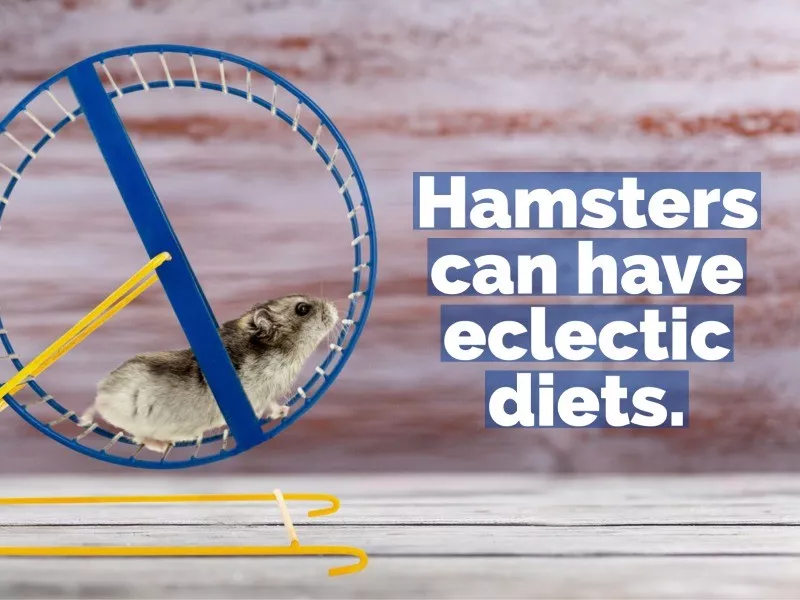 hamster