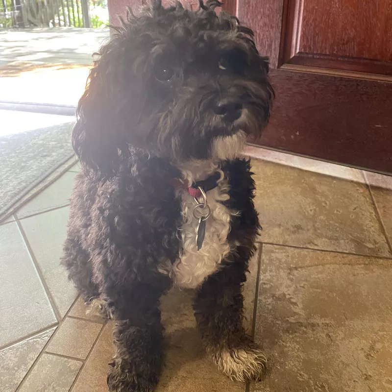 Black and white Yorkipoo