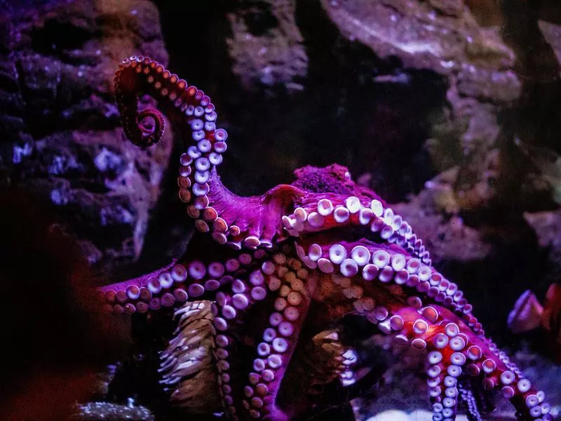 Birch Aquarium at Scripps Institution of Oceanography