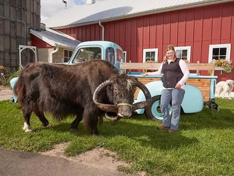 The Longest Horns on a Yak