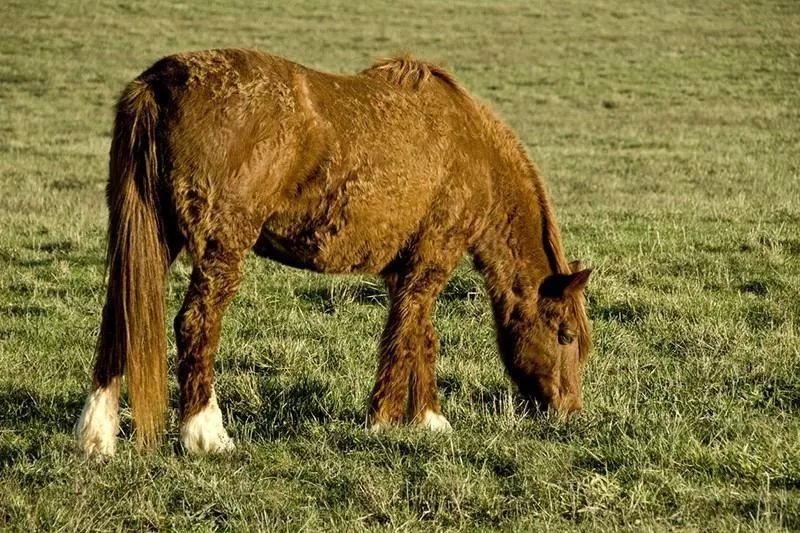 Bashkir Curly