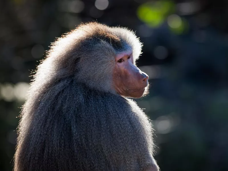 Baboon