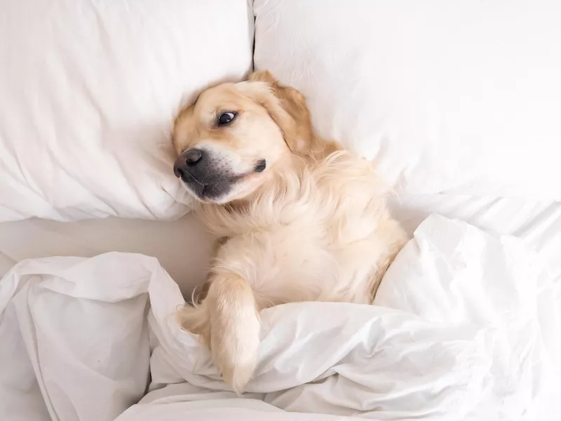 Golden Retriever lies and rests in a cozy bed.