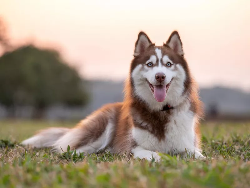 portrait of siberian husky