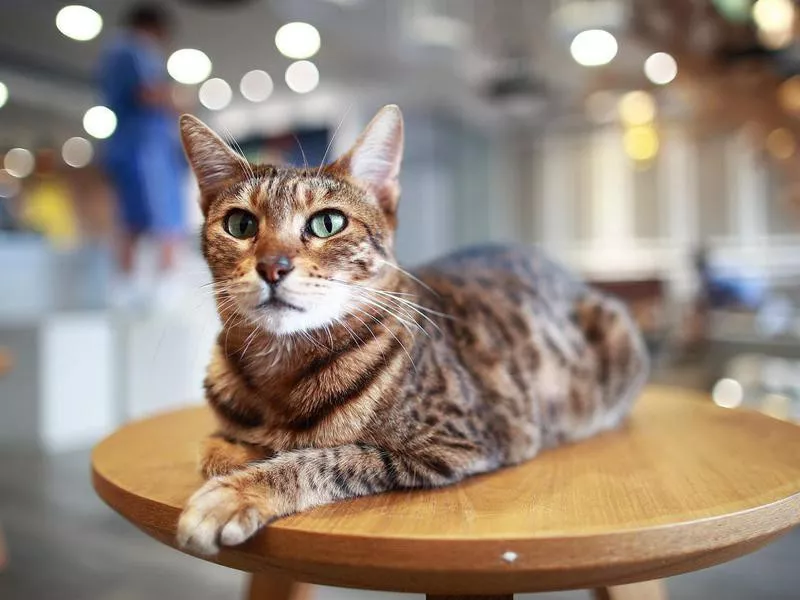 Ocelot on table