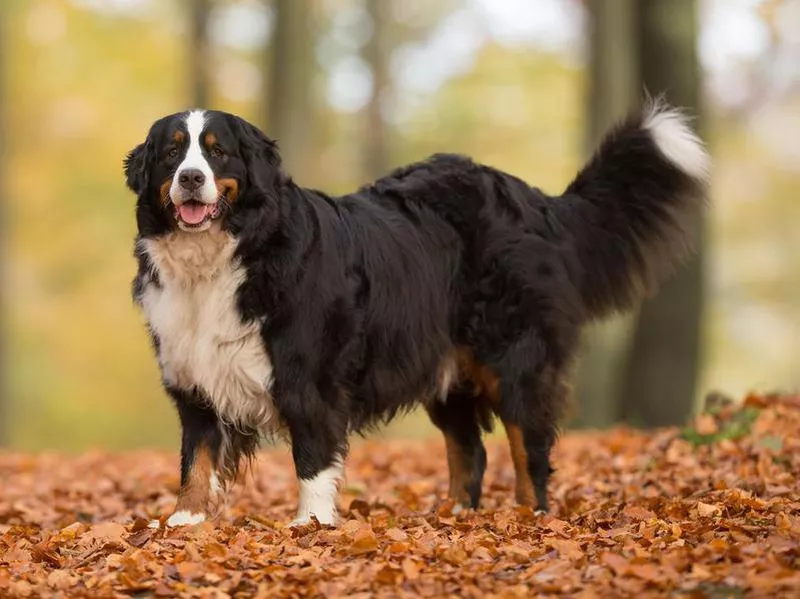 Bernese Mountain Dog