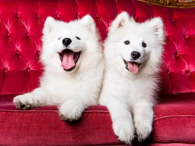 Samoyed