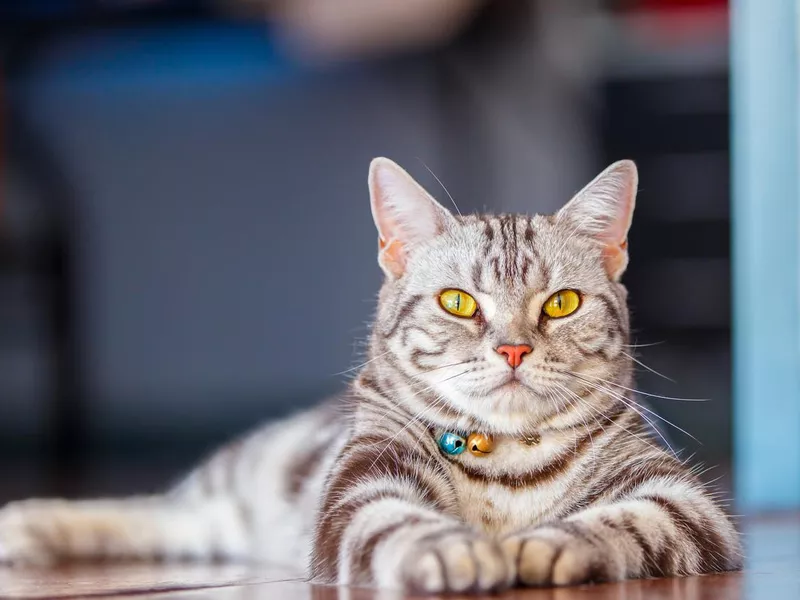 American Shorthair