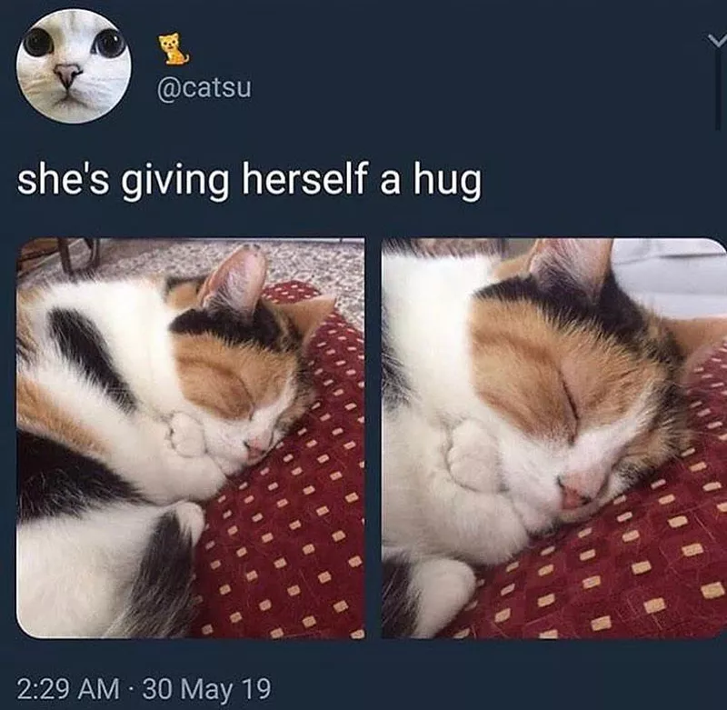 Cute cat sleeping meme